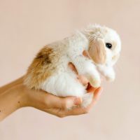 cruelty free ve vegan marka, ürün alternatifi