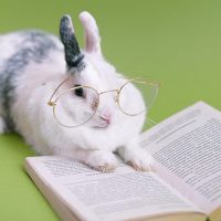 hayvan deneyleri ve veganizm hakkında sık sorulan sorular